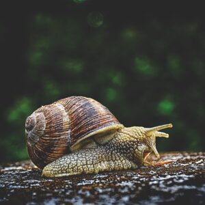 Czym jest dewzrost